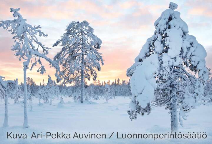 Talvinen maisema Aarnivalkea-Kivisuon suojelualueella kuvaaja Ari-Pekka Auvisen kuvaamana.