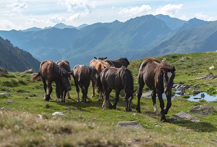 Patikkamatkalla voimme törmätä hevosiin vuoristossa. 