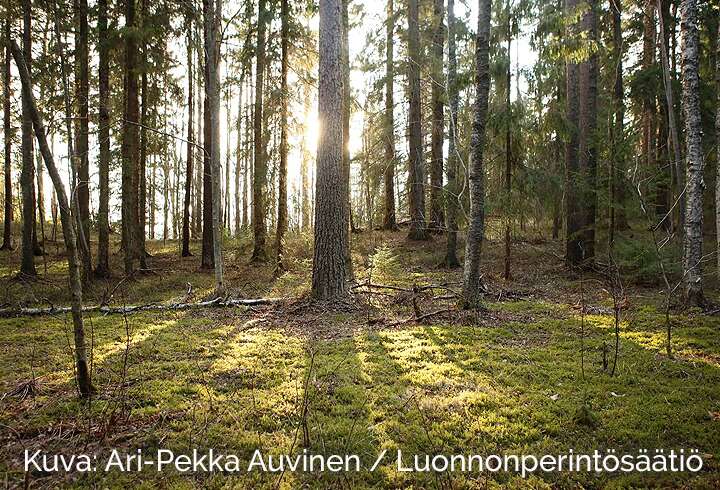 Metsämaisema Kullerolehdon suojelualueelta kuvaaja Ari-Pekka Auvisen kuvaamana.