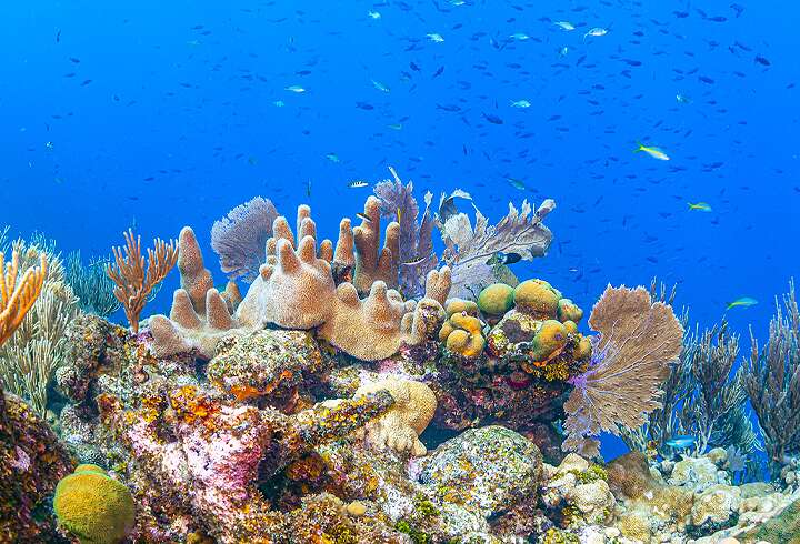 Roatán on kuuluisa koralliriutoistaan.