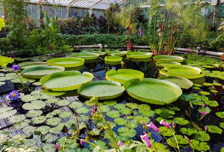 Kew Garden Lontoossa. 