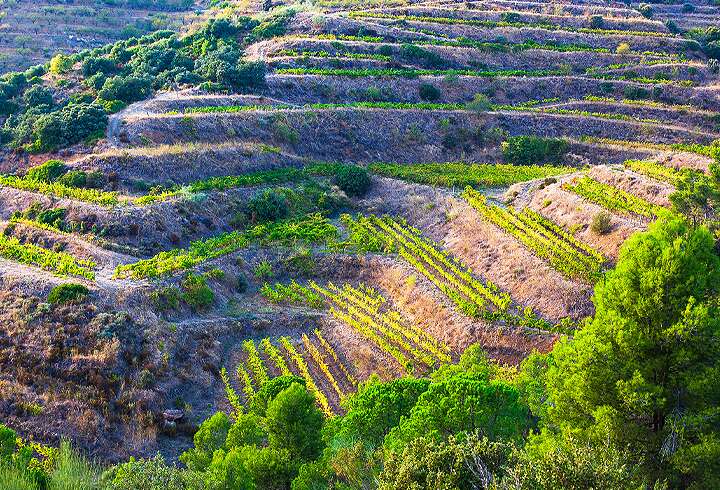 Näkymä Prioratin pengerretyille viininiviljelysrinteille Espanjassa.