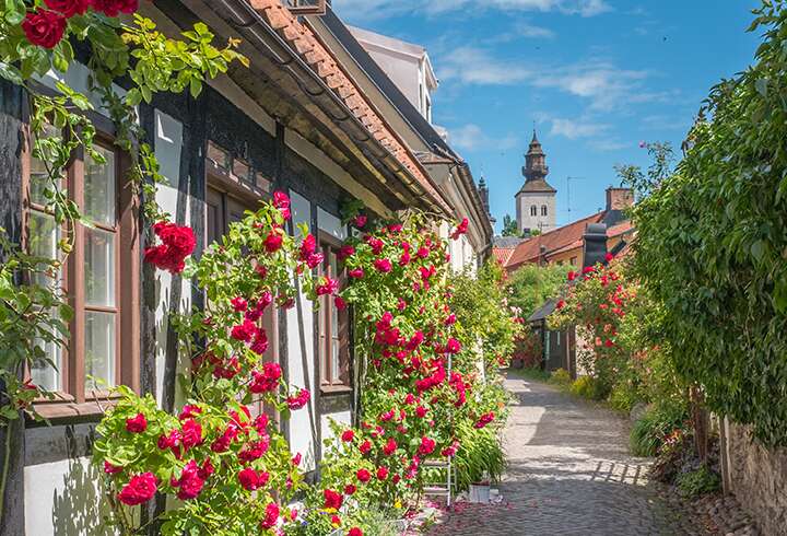 Ruusuinen Visby risteillen. 
