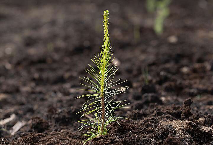 Pieni havutaimi kasvaa mustassa mullassa. 
