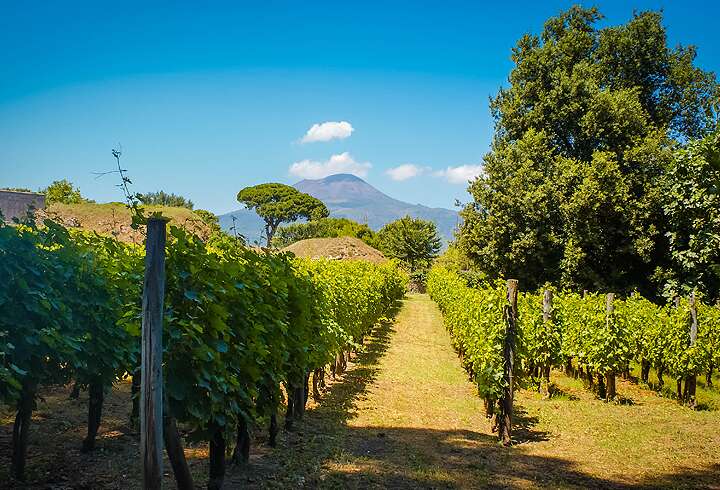 Näkymä Vesuviukselle aurinkoisena kesäpäivänä etualalla viininviljelyksiä ja pinjoja.