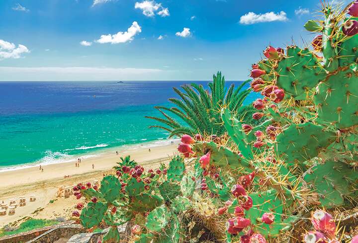 ranta ja kukkiva kaktus Fuerteventuralla