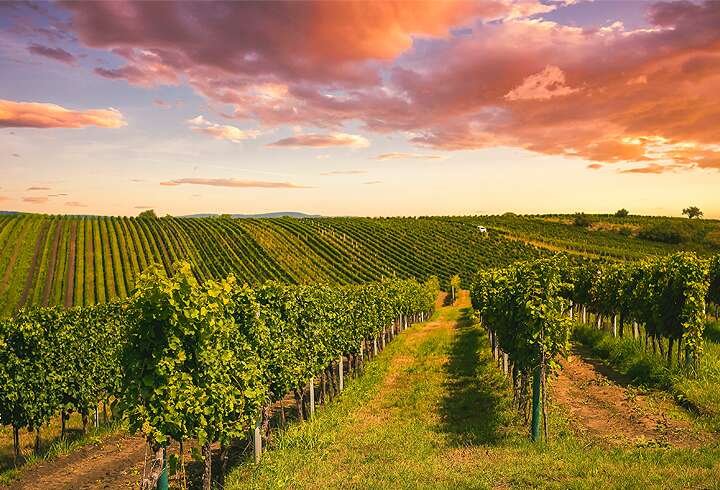 Toscanan viiniviljelmät Italiassa.