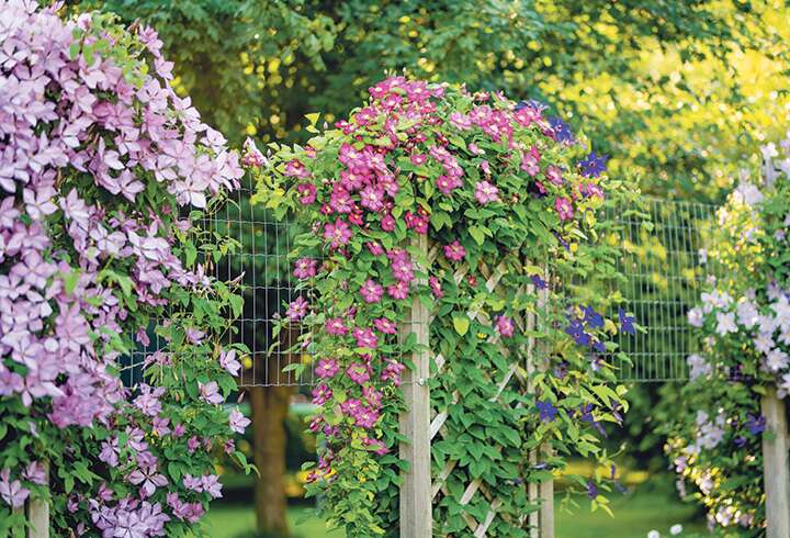 Värikkäitä kärhöjä puutarhassa