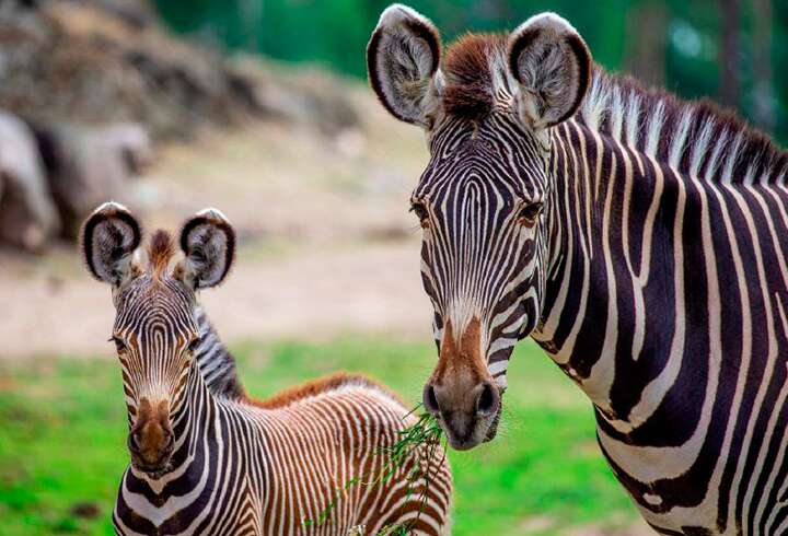 Seeprat Kolmårdenissa. 