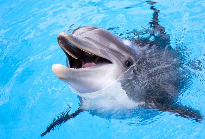 Kolmården delfiini vedessä.