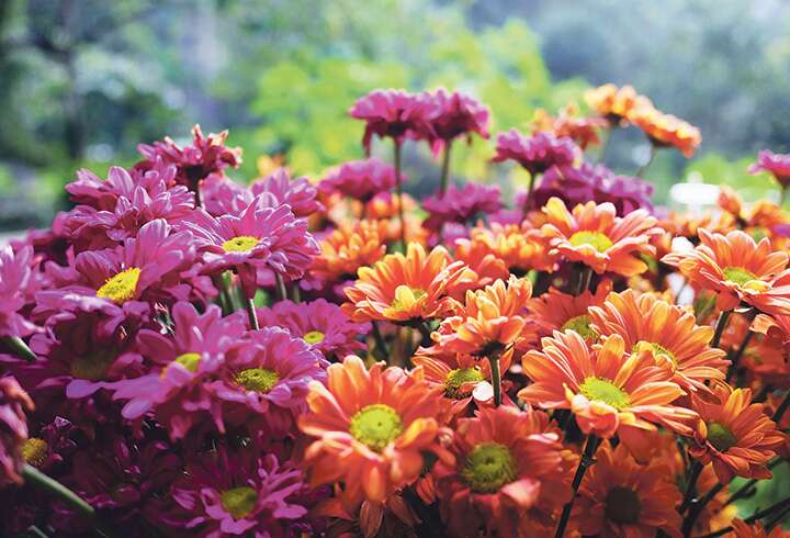 oransseja ja pinkkejä krysanteemeja puutarhassa
