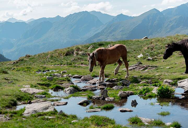 Sorteneyn luonnonpuistossa voimme nähdä hevosia. 