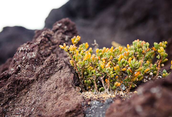 Kanaria Gran Canaria