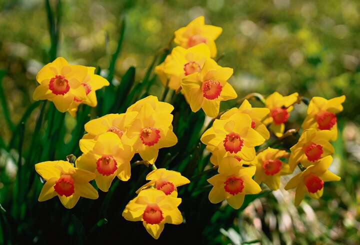 keltaisia narsisseja