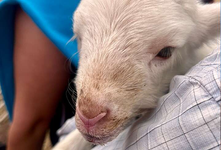 Maatilavierailu Algarven patikkamatkalla.